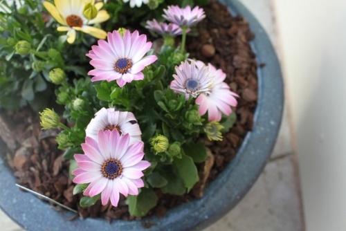 osteospermum i en gryte