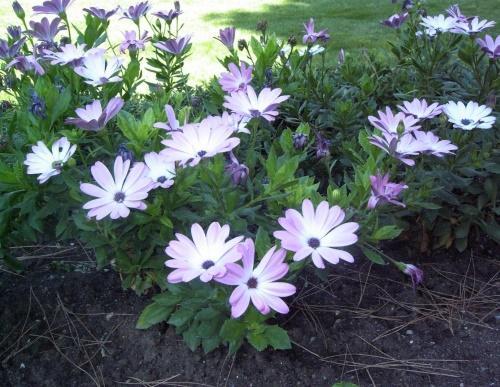 osteospermum w ogrodzie