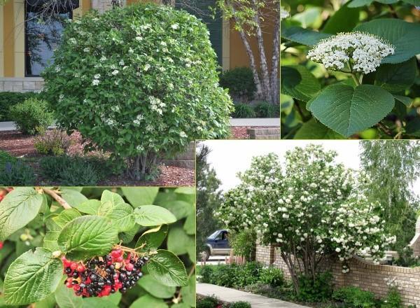 Viburnum Gordovina