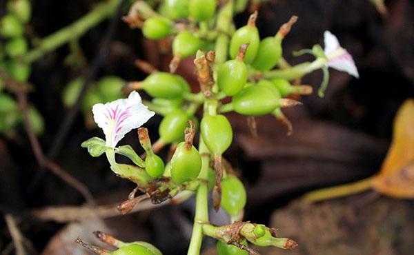 blomster og frukt av kardemomme