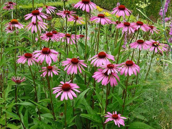 echinacea na zahradě