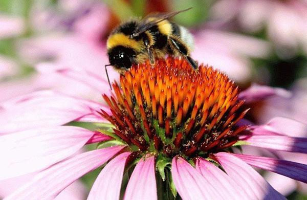 echinacea medová rostlina