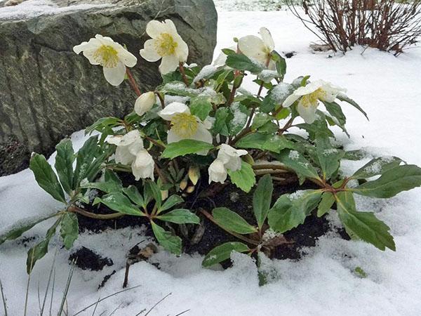 Hellebore การปลูกและการดูแลรักษา