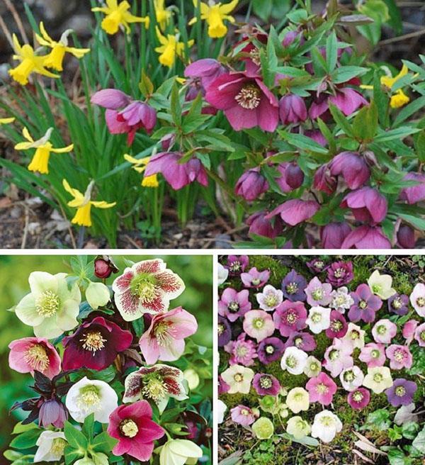 helleboreblomstring