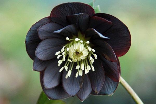 svart helleboreblomst