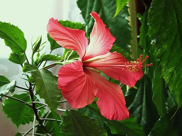 fordelaktige egenskaper av hibiskus