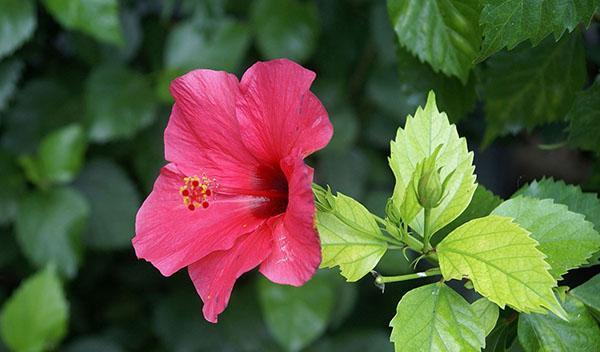 hibiskusblomst og blader