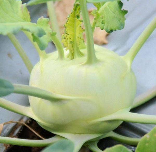 คุณสมบัติที่มีประโยชน์ของ kohlrabi