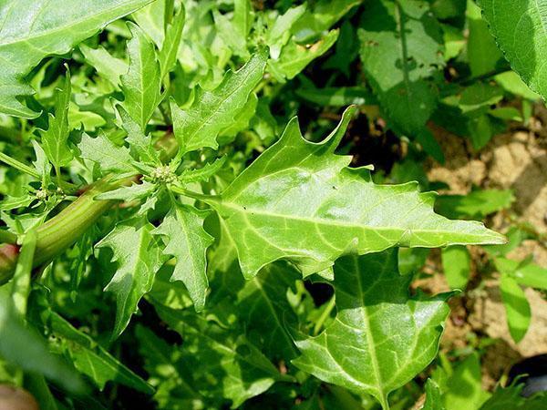 คุณสมบัติที่เป็นประโยชน์ของ quinoa