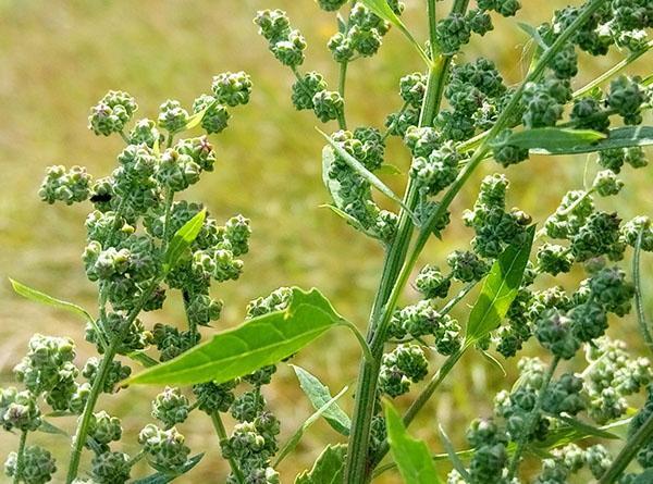 semena quinoa