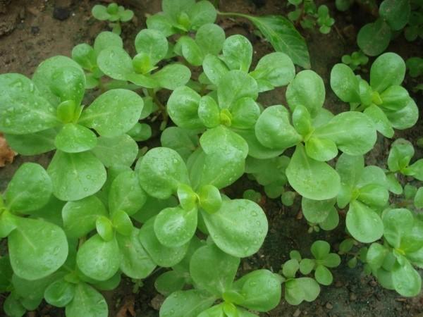 ผัก purslane