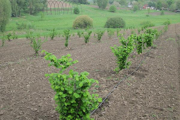 sadzenie i uprawa orzechów laskowych