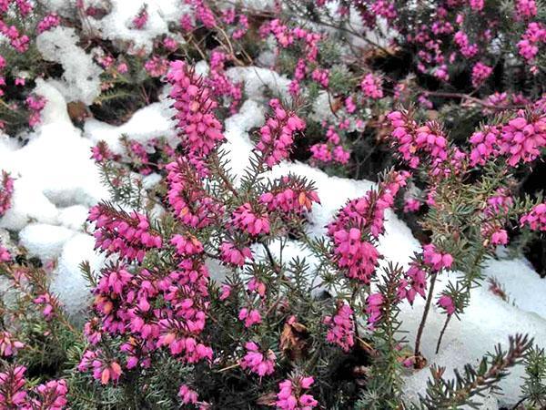 Erica i snøen