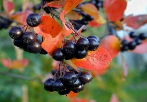 mountain ash černý