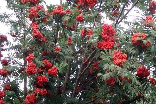 mountain ash Nevezhinskaya