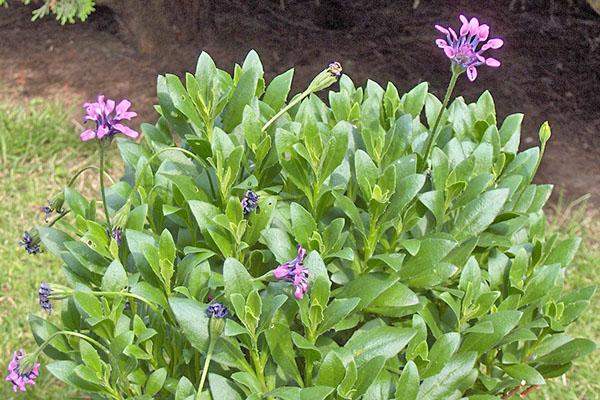 vokser og bryr seg om osteospermum