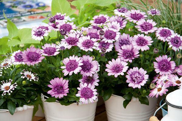 ประเภทของ osteospermum สำหรับสวน