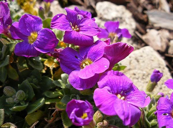 Aubrieta na alpejskiej zjeżdżalni