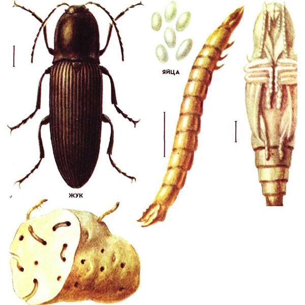 วงจรชีวิต wireworm