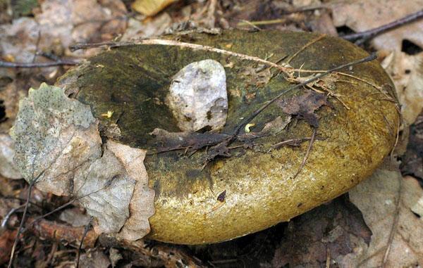 เห็ดรัสเซีย