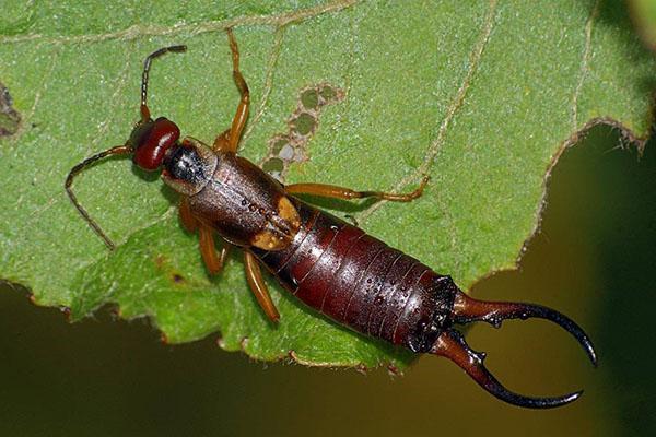 วิธีจัดการกับ earwigs ในสวนและที่บ้าน