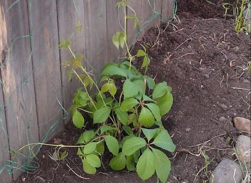 plante en frøplante