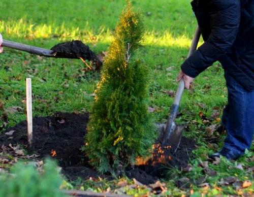 podzimní výsadba thuja