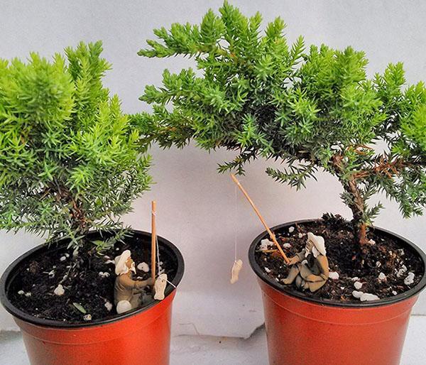 rośliny bonsai