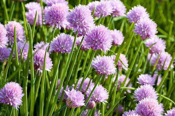 løk gressløk i blomst