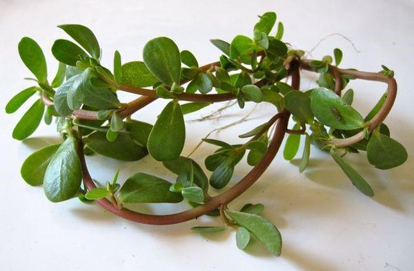 purslane สรรพคุณทางยา