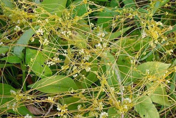 dodder weed v lidovém léčitelství