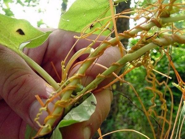 dodder herb