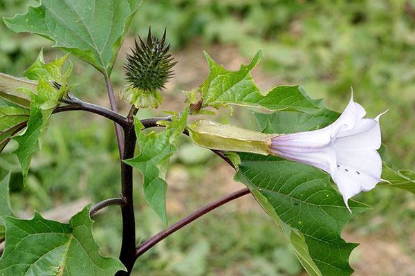 Datura frukt og blomst