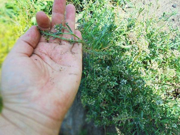 ta vare på alyssum etter blomstring