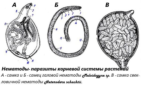 volně se pohybující nematody