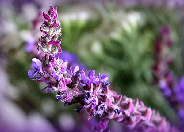 Salvia officinalis