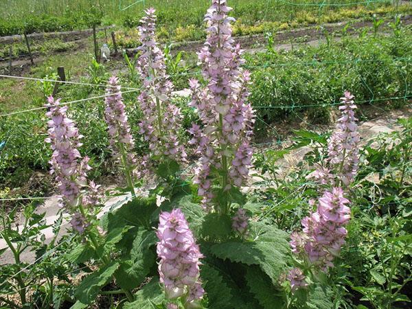 การเพาะปลูกของ clary sage