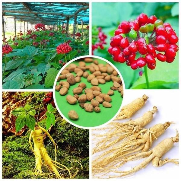 voksende ginseng fra frø