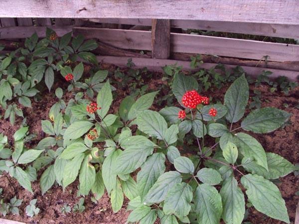 dyrker ginseng i hagen