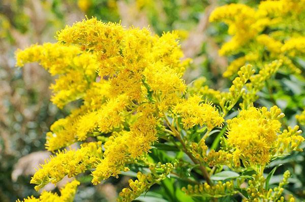 goldenrod คุณสมบัติที่เป็นประโยชน์และข้อห้าม