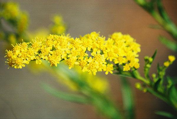 blomster solens farge