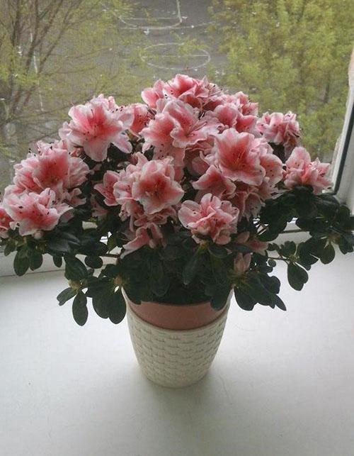 Azalea indica บนขอบหน้าต่าง