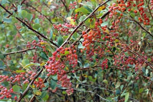 พุ่มไม้ Barberry