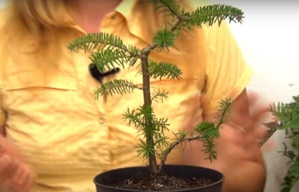 jodła bonsai