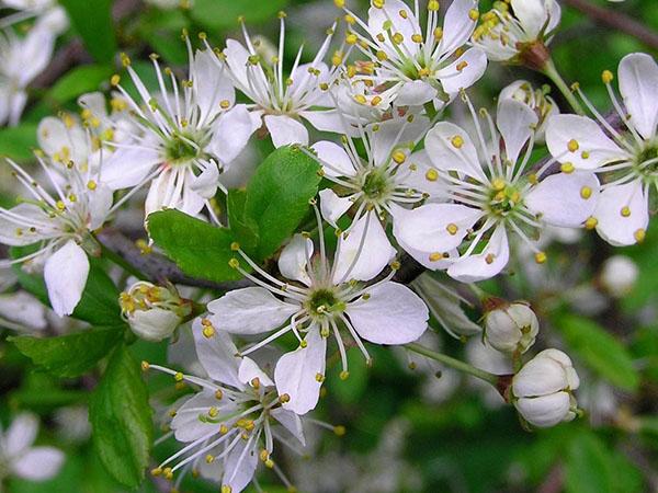 torner blomstrer