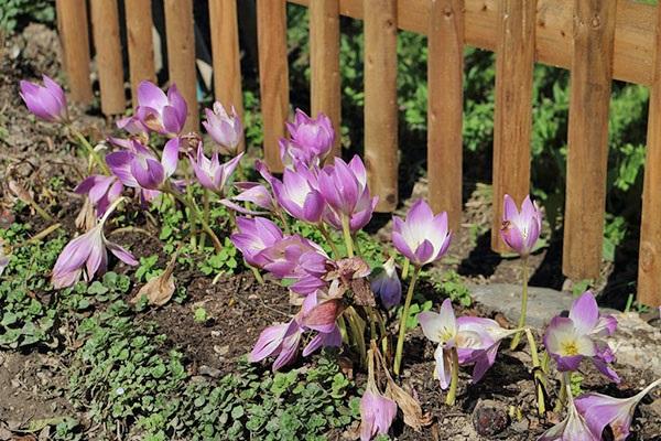 krokus wzdłuż ogrodzenia