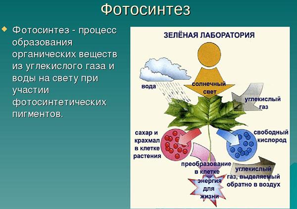 proces fotosyntezy