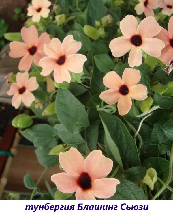 Thunbergia ปีกสีแดง Suzie