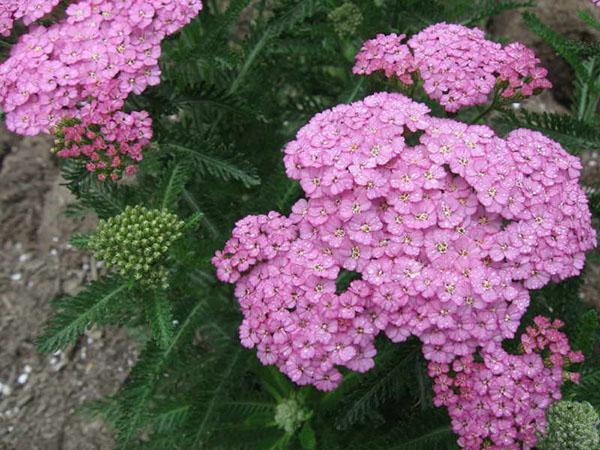 vakre ryllik blomsterblomster