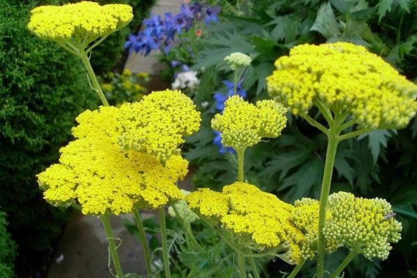 gule blomsterblomster av ryllik